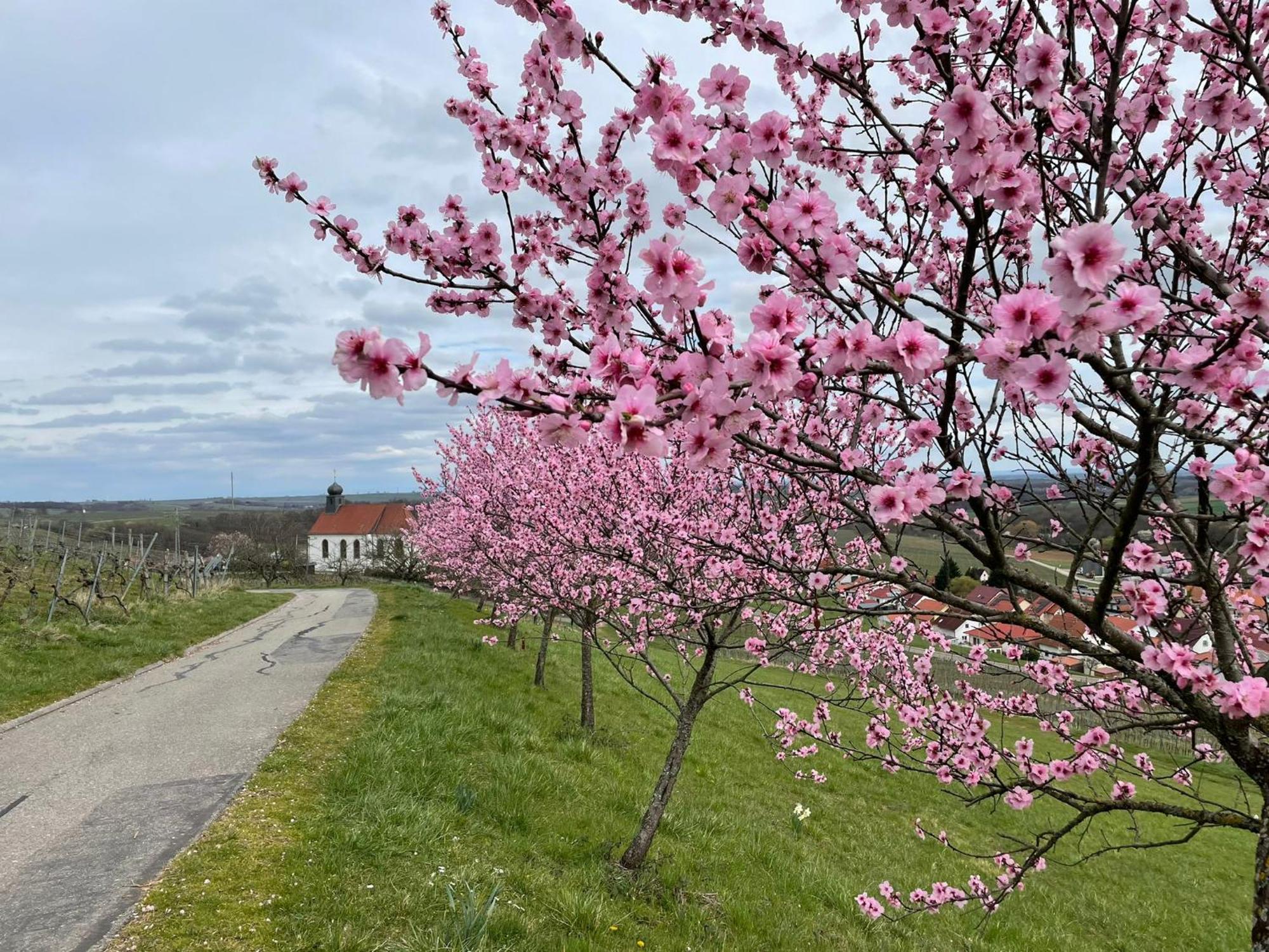 Winzerlodge, Hatzelberg